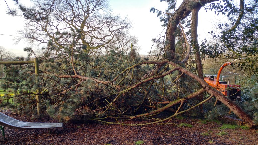 Storm Damaged Tree Removal Services